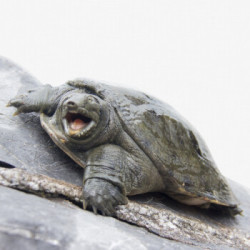 冷江鲜活生态甲鱼母鳖700750g