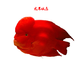 热带血鹦鹉鱼活体发财鱼风水鱼中大小型银龙淡水观赏鱼红财神 红鹦鹉8-9cm1条