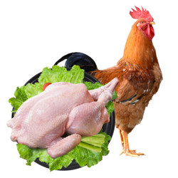 食裁 土鸡仔鸡 整鸡肉生鲜农村三黄鸡杀后净重850g/只