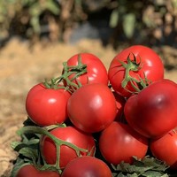 XIANGYIHUI 香宜惠 沙瓤西红柿 5斤