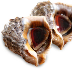 加吉 青岛鲜活大海螺 新鲜花螺贝类 海鲜水产 中号海螺3斤（12-21只）
