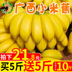 源鲜汇 广西小米蕉水果新鲜banana酸甜水果当季带箱10斤小香蕉