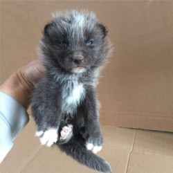 可爱小动物熊猫狐火狐活体可视频挑选蓝狐幼崽一只多少钱 什么值得买