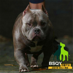 百盛犬舍出售纯种美国恶霸犬幼犬微小体口袋体活体恶霸犬活体宠物狗狗冠军级多少钱 什么值得买