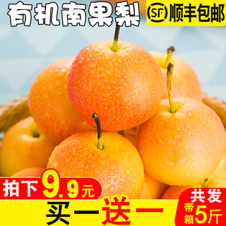 天鹰 鞍山南果梨 带箱5斤