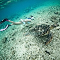 当地玩乐：追逐海龟，寻找小丑鱼，看大片珊瑚群！菲律宾杜马盖地-APO岛一日游