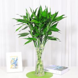 花语自由 富贵竹 60cm 8颗 送生根粉