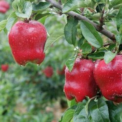 甘肃天水花牛苹果新鲜现季水果带箱