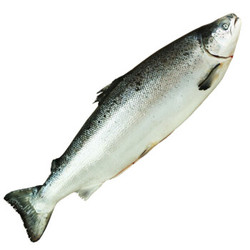 味库 WECOOK 挪威进口冰鲜整条三文鱼1条 14-12斤装 去内脏