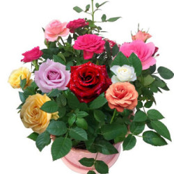 玫瑰花苗四季開花 紅玫瑰 *5件