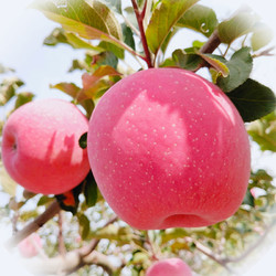甘肃特产静宁苹果水果红富士苹果新鲜当季富硒脆甜薄新鲜24颗整箱