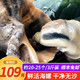 京东PLUS会员：京东会员 鲜活青岛海鲜中号海螺18-24个