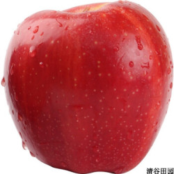 甘肃庆阳苹果米奇拉苹果 5斤装
