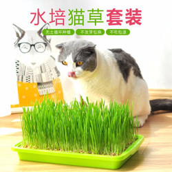 TOM CAT 派可为  水培猫草种子种植套装