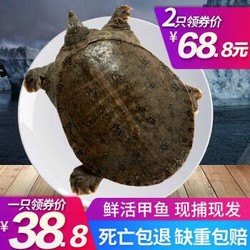 速鲜 鲜活大甲鱼 中华鳖王八 活体活鲜海鲜水产 1.2-1.6斤/1只