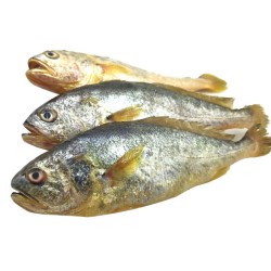 小黄花鱼小黄鱼新鲜冷冻海鱼海鲜野生东海黄鱼5斤装顺丰包邮