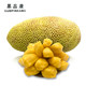海南三亚菠萝蜜当季新鲜水果木菠萝整箱假榴莲15-20斤一整个包邮