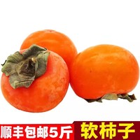 柿子文化 水果小柿子软柿子水果带箱 5斤