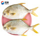 翔泰 冷冻无公害金鲳鱼 500g  2条袋装 BAP认证 含Ω3 生鲜鱼类 海鲜水产 *7件