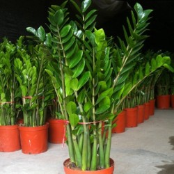自然萃 金钱树5棵 15-20cm(不含盆)