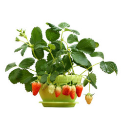 千芳翠 奶油草莓5棵装(含盆)
