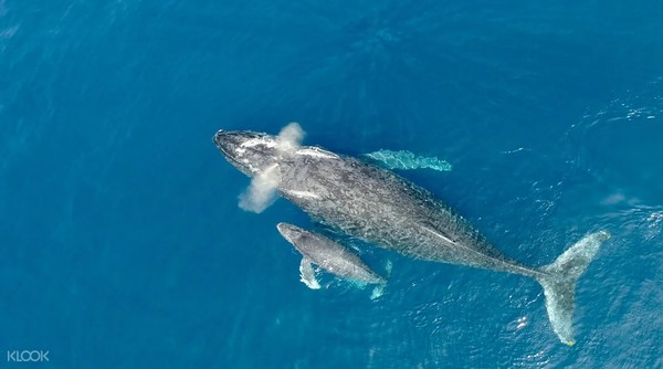冬季限定，能见率98%！日本冲绳 冬日赏鲸一日游