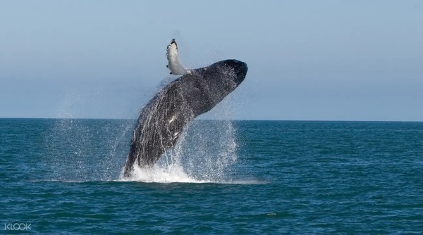 冬季限定，能见率98%！日本冲绳 冬日赏鲸一日游