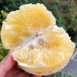 葡萄柚福建琯溪小蜜柚台湾黄金肉柚酸甜新鲜采摘水果5斤柚子包邮