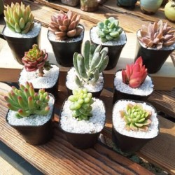 花界草堂 10颗多肉+10个小黑方+营养土