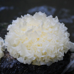 福建古田 鲜银耳 6朵(单朵约120g)