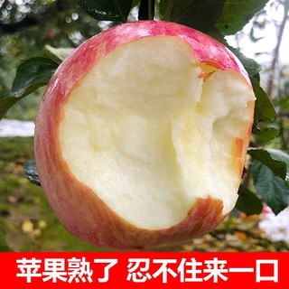 甘肃冰糖心红富士苹果约6斤（80~90mm）