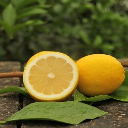 光辉红钻安岳柠檬黄柠檬净果5斤