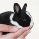 闵家山 宠物活体兔子 小型迷你侏儒兔 1只