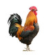 芮瑞 农家果园散养大公鸡 净重约2.5斤 *2件