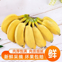 广西小米蕉 带箱5斤装 糯米蕉 新鲜香蕉 banana 青香蕉 坏果包赔 不是芭蕉皇帝蕉 5斤
