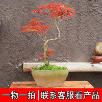 日本红枫红舞姬老桩盆景四季红枫盆景红枫树苗客厅室内盆栽植物
