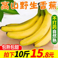 树上熟野生香蕉10斤高山香甜大香蕉新鲜当季水果应季整箱芭蕉大蕉