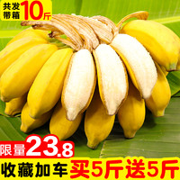 广西小米蕉小香蕉应季水果新鲜包邮10斤带箱当季批发酸甜香焦整箱
