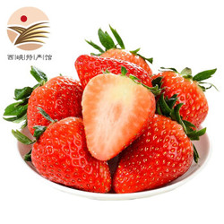 红颜草莓 巧克力奶油草莓 5斤装