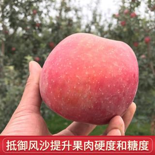 甘肃冰糖心红富士苹果约6斤（80~90mm） *2件