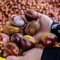 大溪里 丹东东北油栗 生板栗 5斤