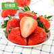  甘福园 丹东99牛奶草莓3斤新鲜当季水果四季奶油红颜大草莓甜包邮　