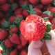 移动端：新鲜大凉山大果红颜草莓 5斤 露天种植