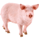 Schleich 思乐 13782 农场动物 猪