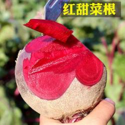新鲜甜菜根红菜头 5斤