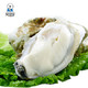 贝司令 乳山生蚝 海蛎子鲜活新鲜牡蛎 XL号 5斤装约25个 海鲜水产 *2件