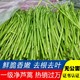 现发货芦蒿3斤去根叶当季篱蒿新鲜黎蒿蔬菜野菜藜蒿蓠泥黎耗农家