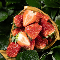 稻匠 丹东东港久久甜草莓优质特级大果 3斤装
