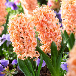 商品世纪奥桥 进口风信子种球 铁皮桶土培套装 吉普赛女皇 橙色