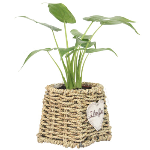 商品花七休 滴水观音 手工草编花盆 花卉绿植盆栽 室内居家桌面阳台